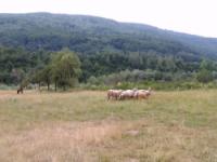 Tara, Durmitor, Lim 15-16.07.2017