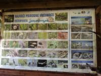Zasavica, specijalni rezervat prirode